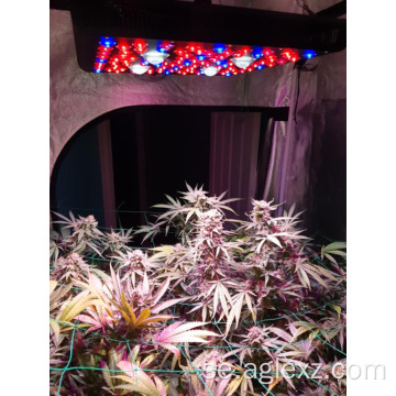 4 * 4ft kärntäckning LED COB Grow Light 2000w